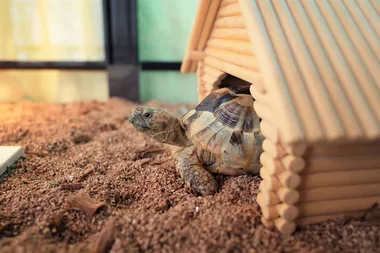 What you need to know before getting a pet turtle
