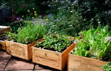 How to plant a garden in a crate