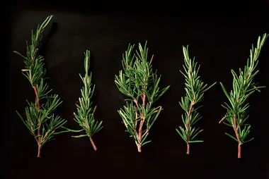 How to grow your own rosemary