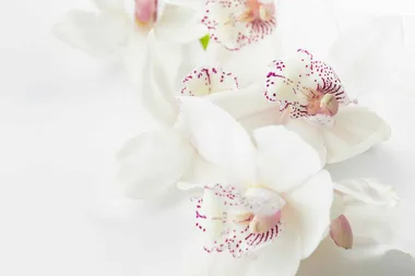 How to grow orchids indoors