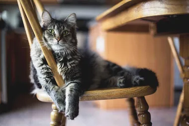 How to get rid of pet hair in the home