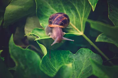 Simple snail trap to keep the critters away
