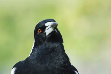 How to make friends with a magpie