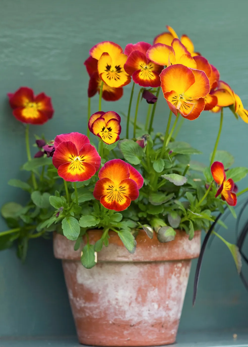 pots