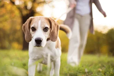 How to stop your dog from pulling on the lead