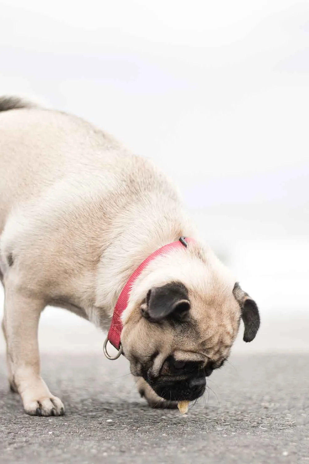 dog walking