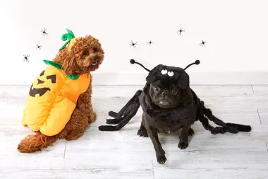 Kmart’s adorable Halloween costumes – for pets!