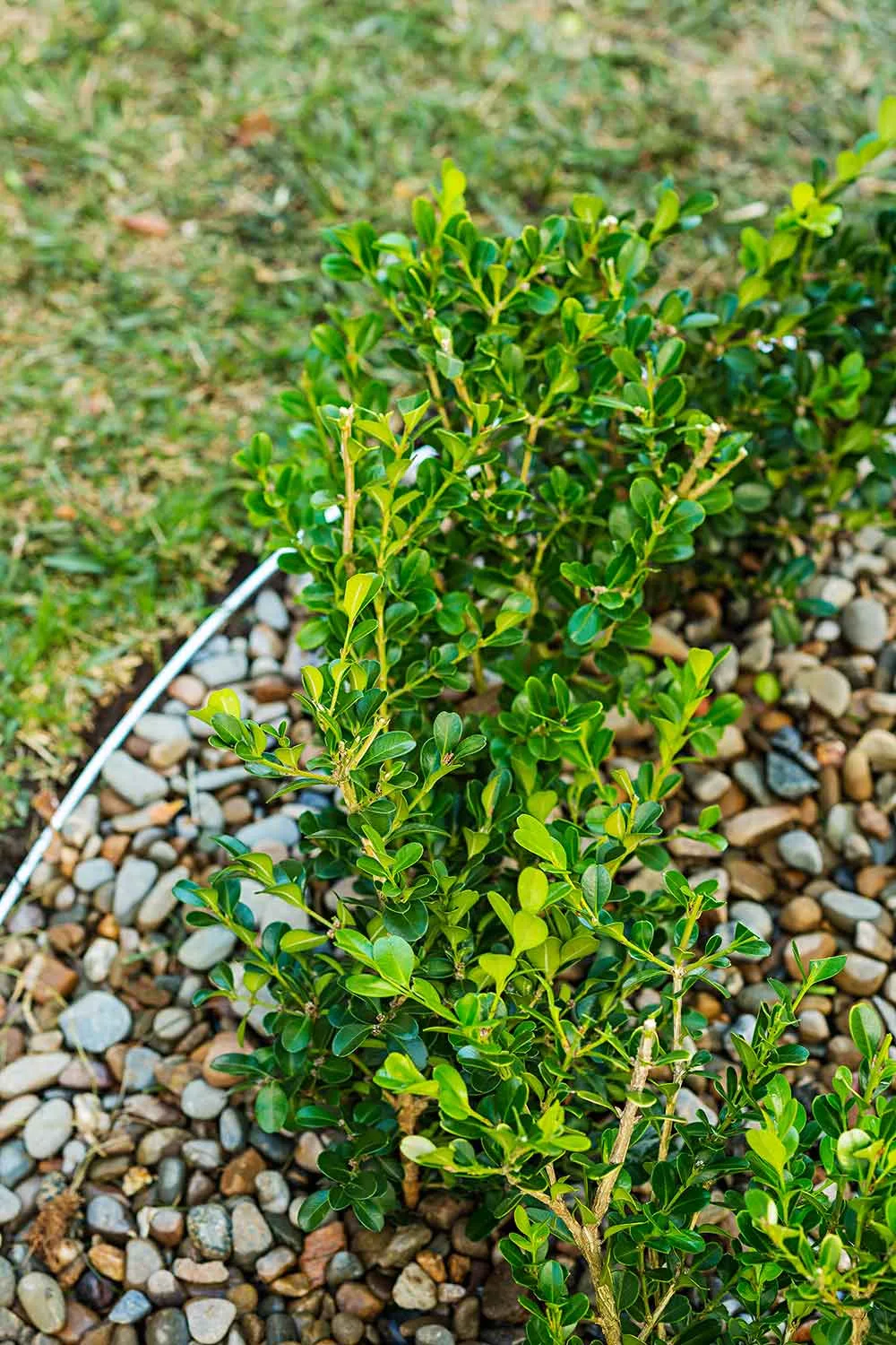 garden makeover