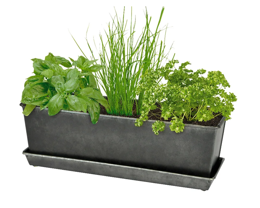 herb grow