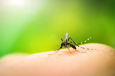 9 ways to keep mosquitoes away