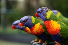 How to attract birds to your garden