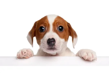 Can dogs really understand their own name?