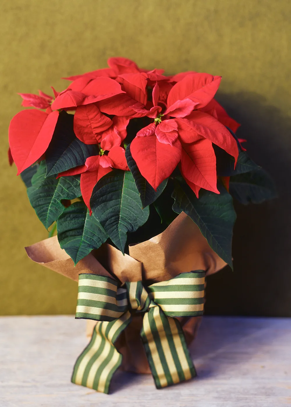 poinsettia