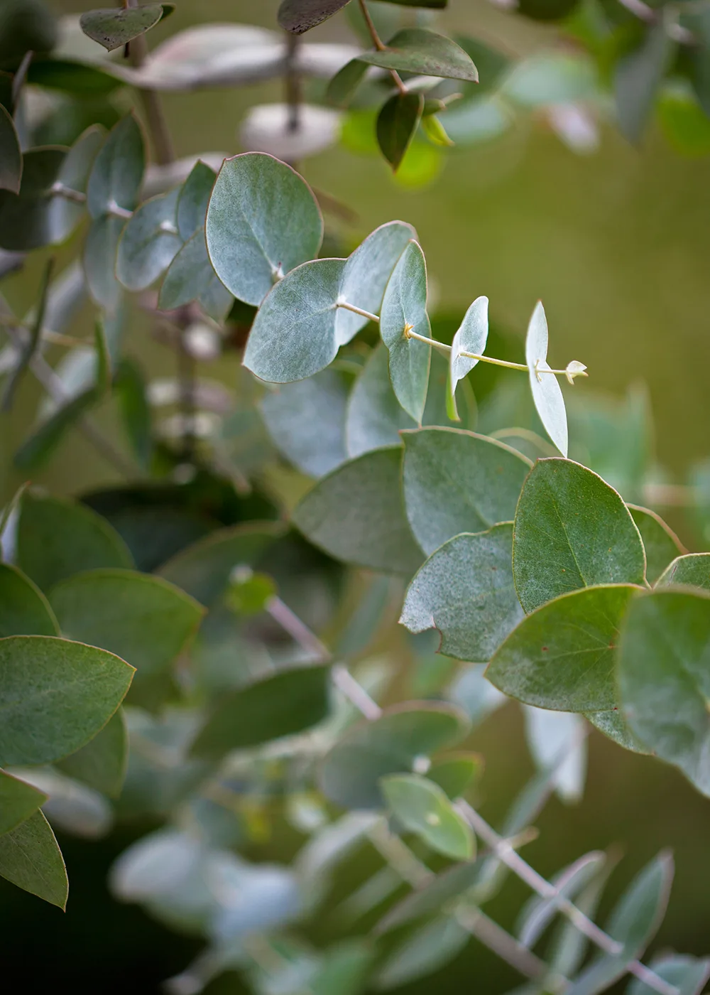eucalypts