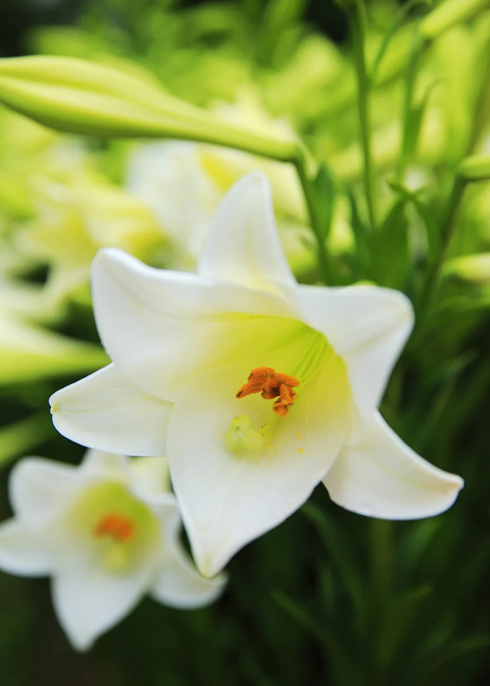 lilies