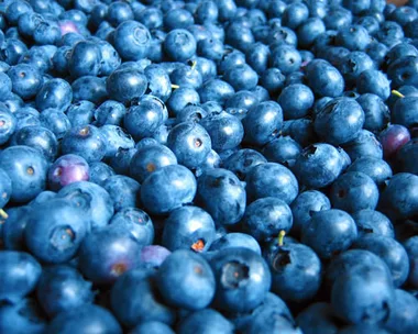 How to grow and care for blueberries at home