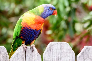 Is it really okay to feed wild birds?
