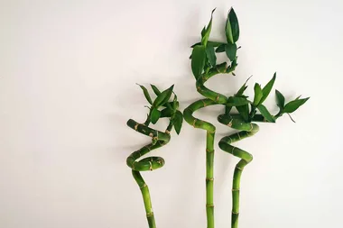The plant said to enhance happiness and luck in the home