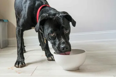 Trick to keeping ants out of your pet’s food bowl