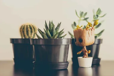 3 ways your plants can water themselves