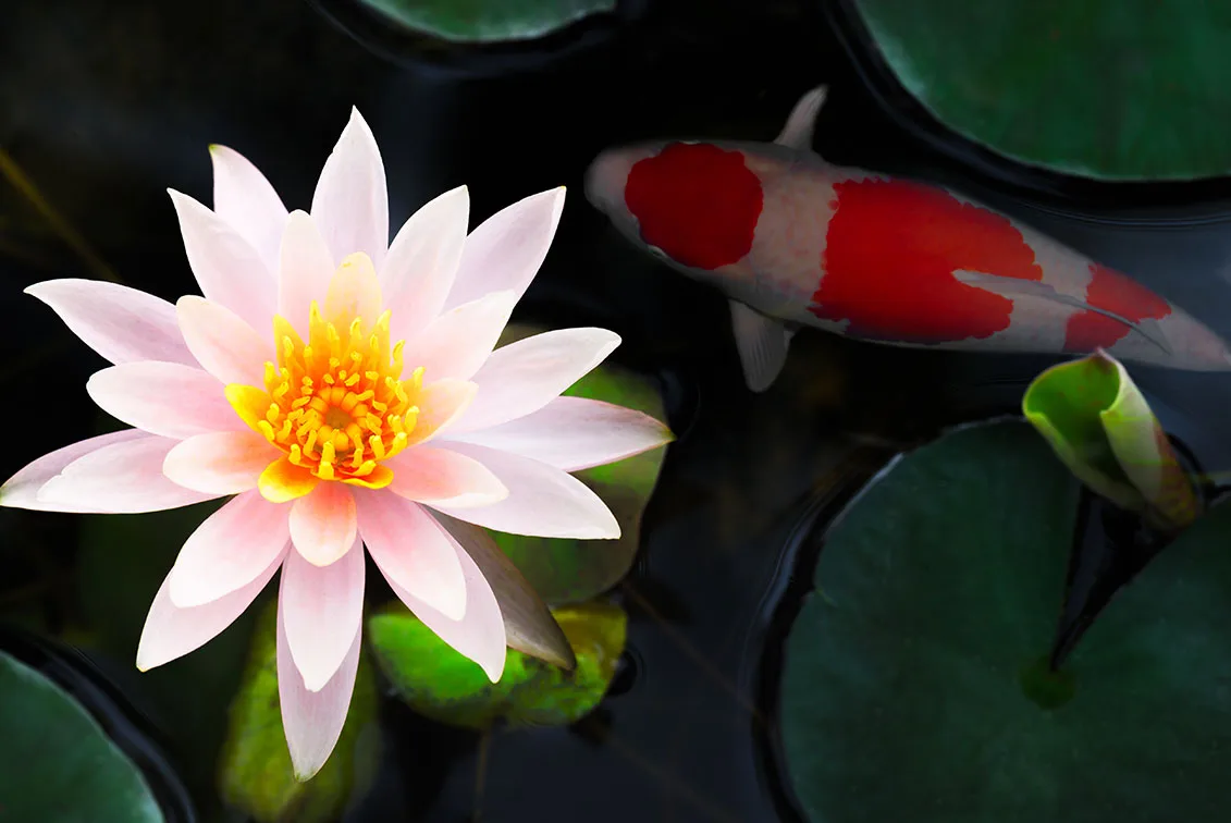 pond