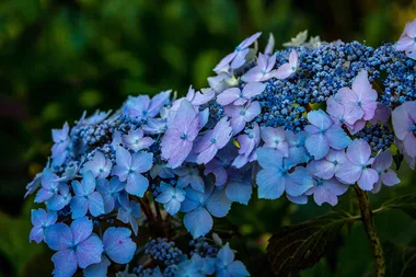 Everything you need to change hydrangea flower colours quickly