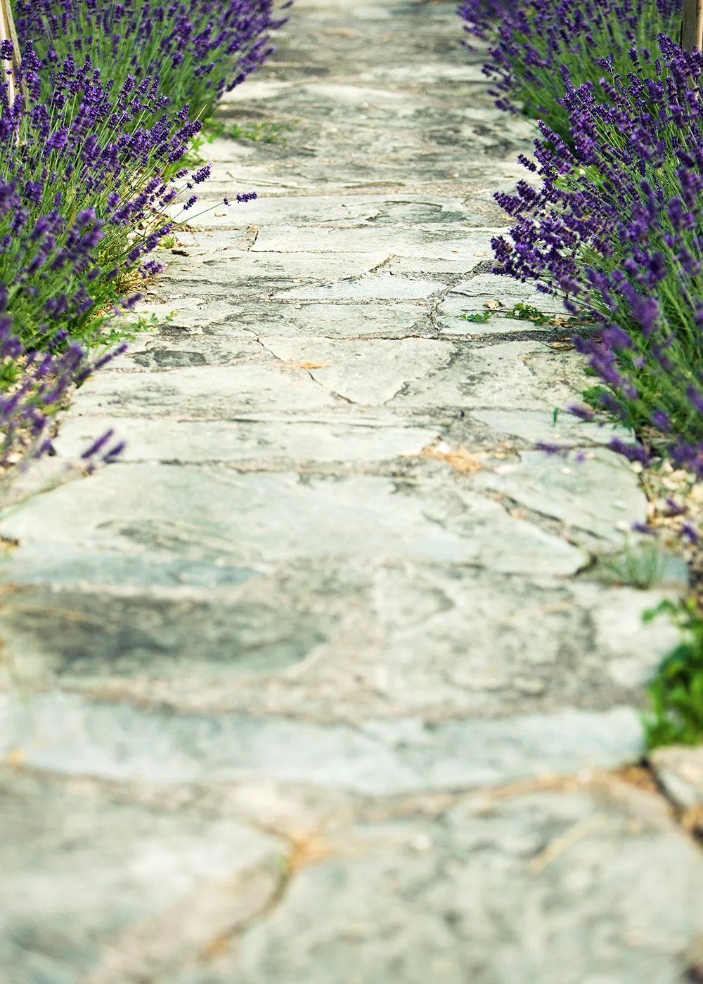 pathway