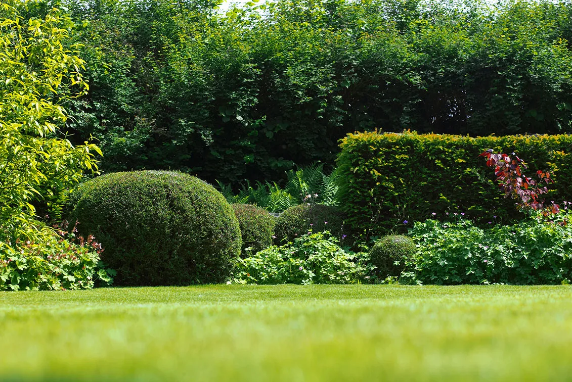 Say ‘bye-bye’ to garden weeds and pests