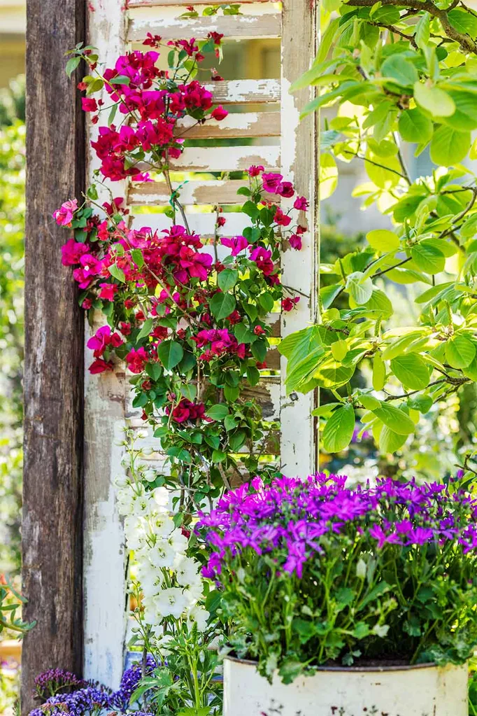 colour plants