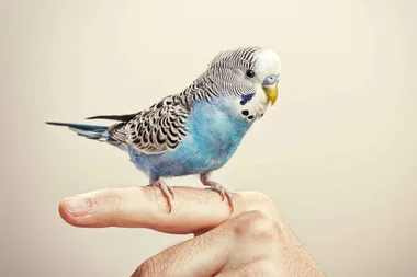Foods to avoid feeding your pet bird