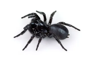 What to do if someone is bitten by a funnel web spider