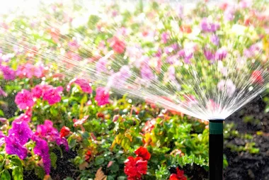 Summer watering tips