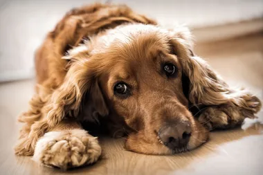 6 reasons your dog might have anxiety