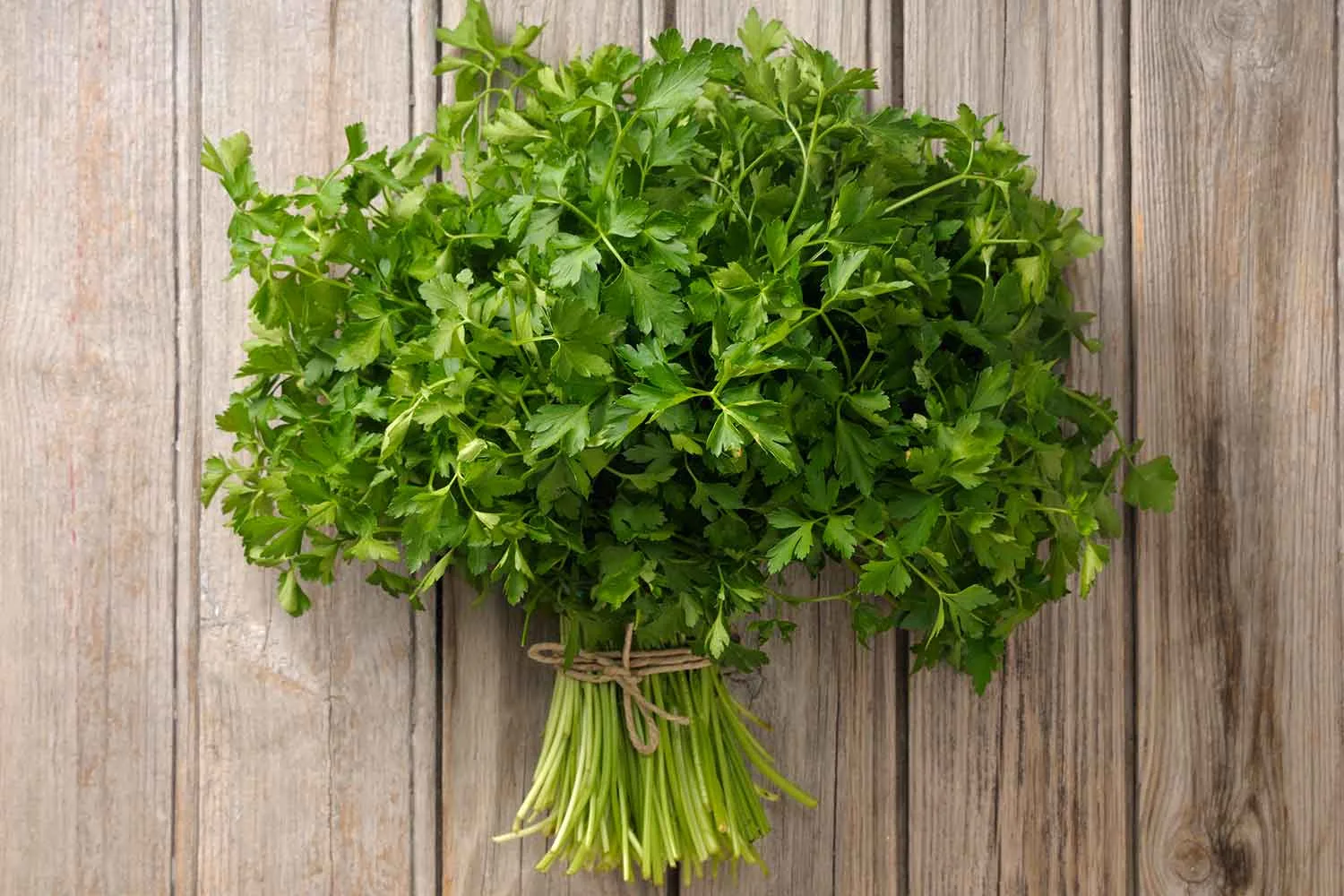 How to grow parsley, indoors or outside