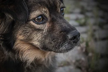 Common mistake pet owners make when treating animals for fleas