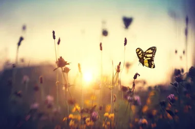 How to attract butterflies to your yard