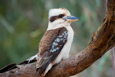 Two foods that you should never feed a kookaburra