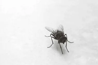 Why it’s so hard to swat a fly