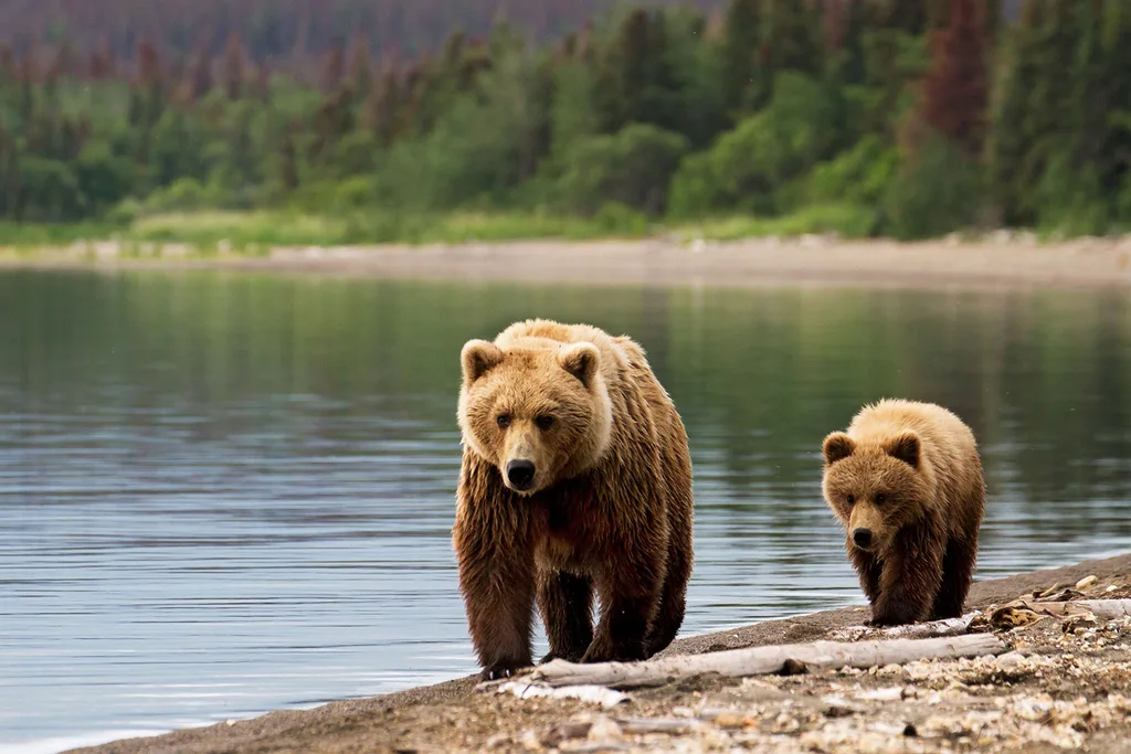 Bears walking beside a river in Alaska