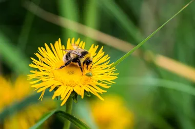 Simple bird bath hack for bees