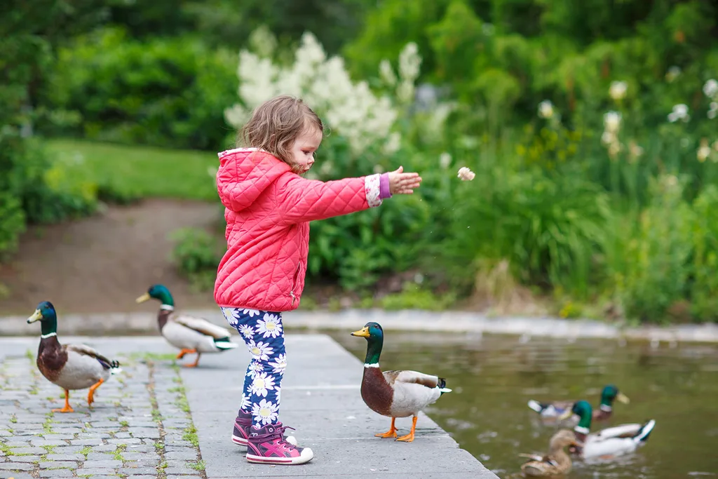 Little girl feeding ducks bread