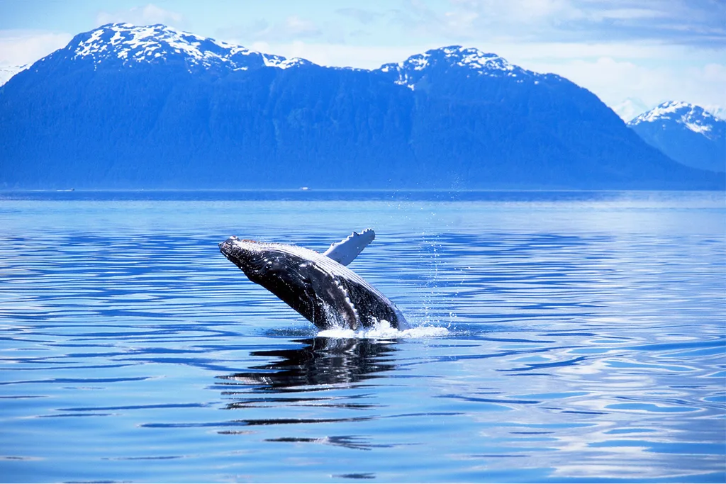 Humpback whale