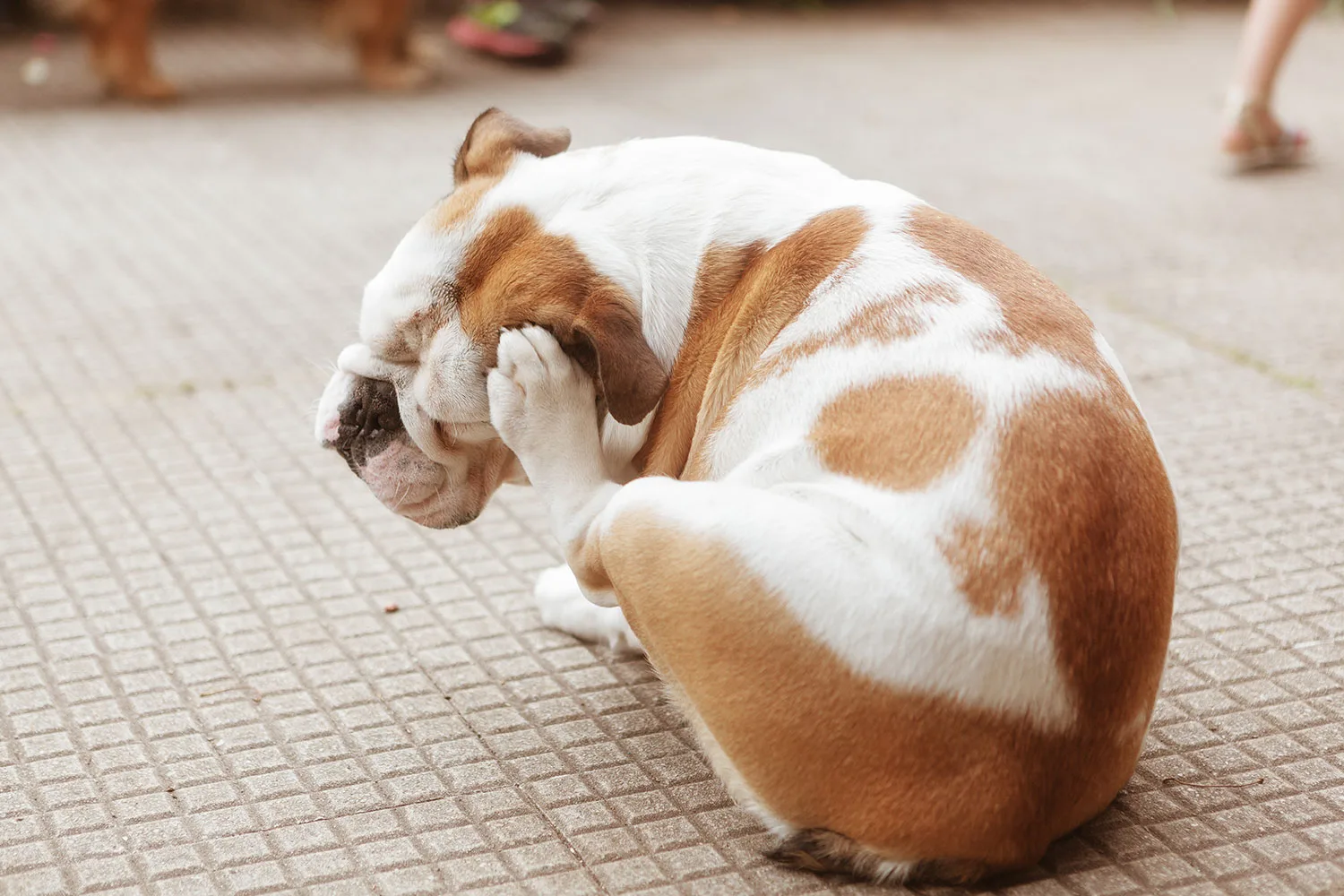 Dog scratching fleas