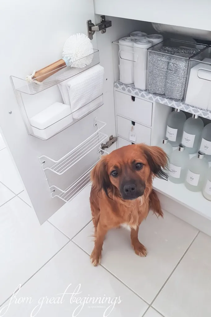 Dog in front of under-sink cupboard.