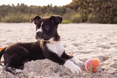 Should we stop throwing sticks for dogs?