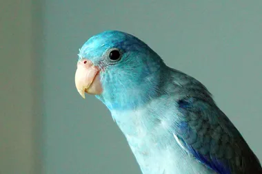 Love story between these Pastel Parrotlets will make you smile