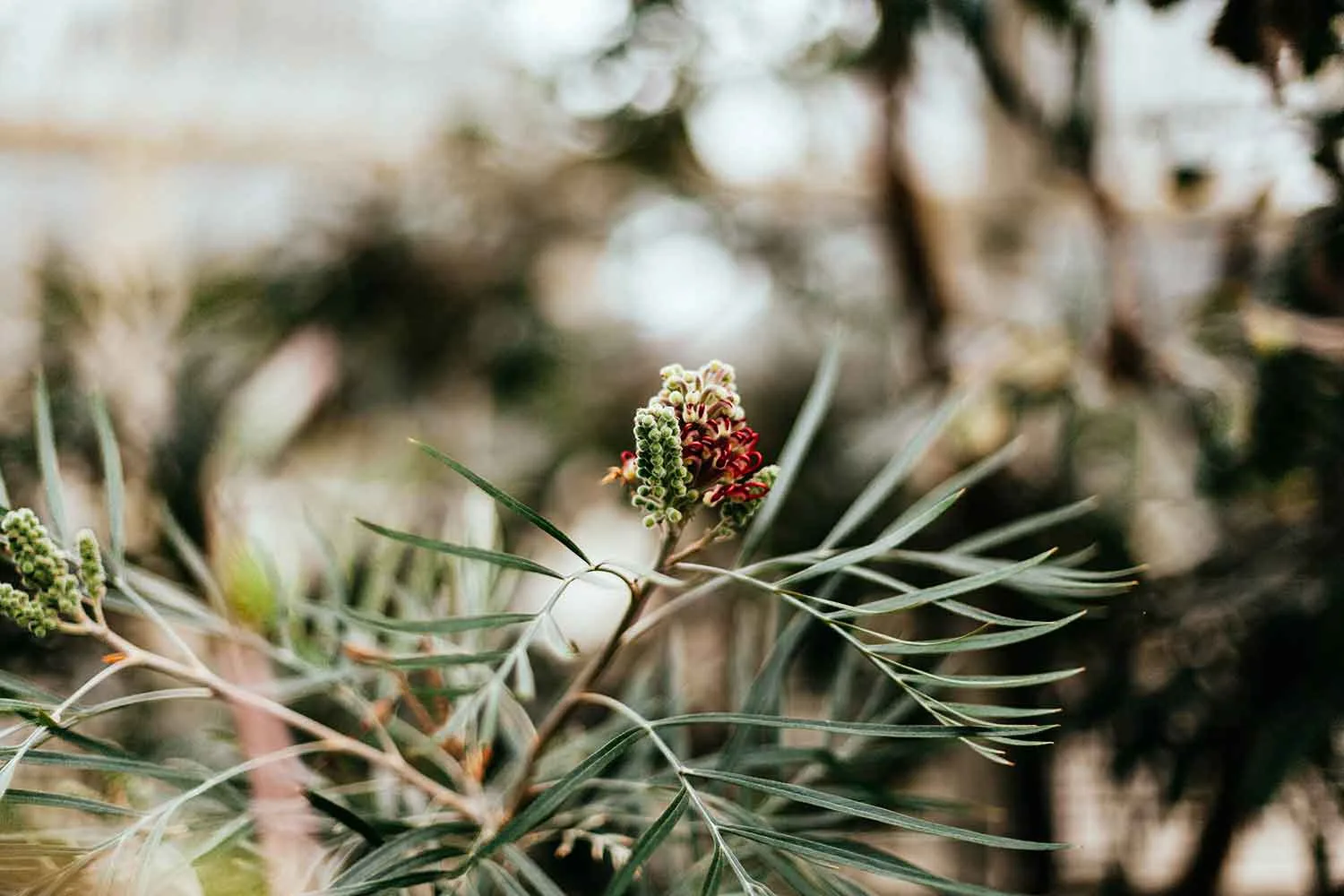 native plants