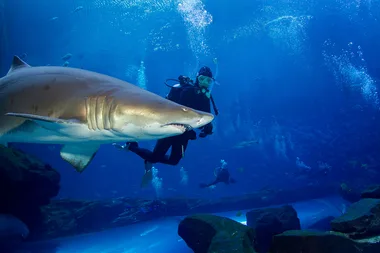 The best places in NSW to go shark diving