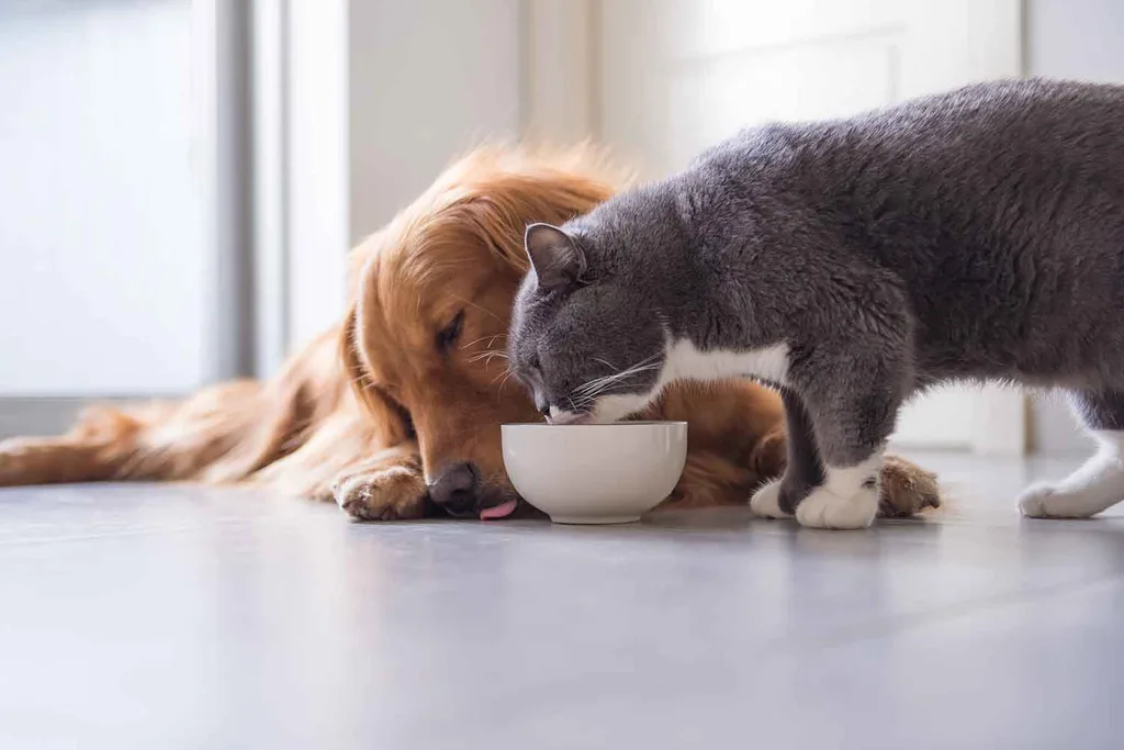 pets