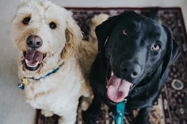 RSPCA’s $29 adoption drive is this weekend